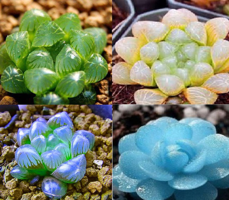 Sen đá ngọc đáng yêu
