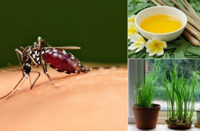 Những Phương Pháp An Toàn và Hiệu Quả Để Diệt Muỗi Tại Nhà