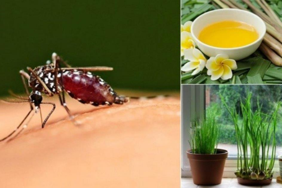 Những Phương Pháp An Toàn và Hiệu Quả Để Diệt Muỗi Tại Nhà