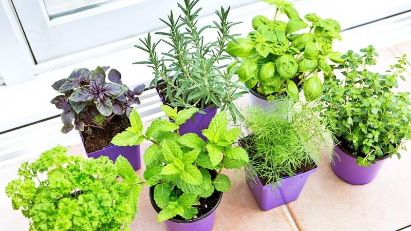 Những Phương Pháp An Toàn và Hiệu Quả Để Diệt Muỗi Tại Nhà 6 Các cây trong tự nhiên